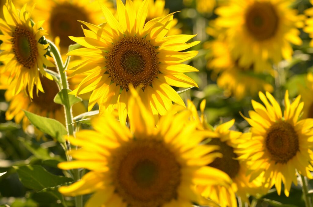 Leją słonecznikowy zamiast diesla: kierowcy szukają sposobu na oszczędności
