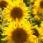 Leją słonecznikowy zamiast diesla: kierowcy szukają sposobu na oszczędności