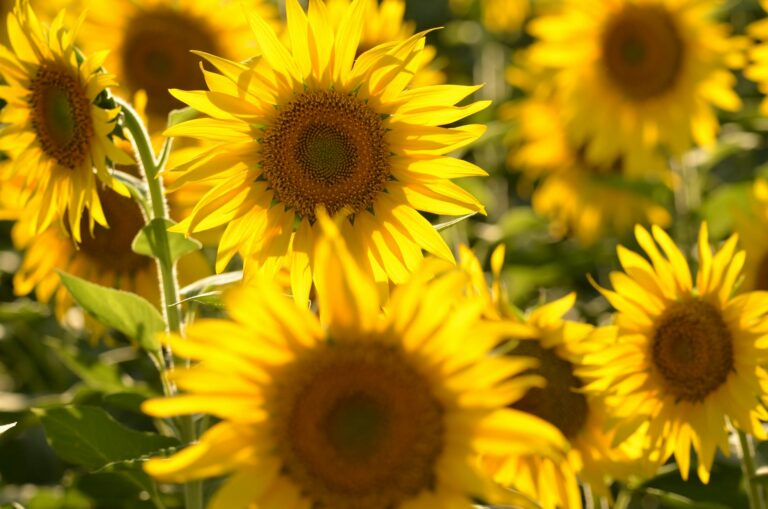 Leją słonecznikowy zamiast diesla: kierowcy szukają sposobu na oszczędności